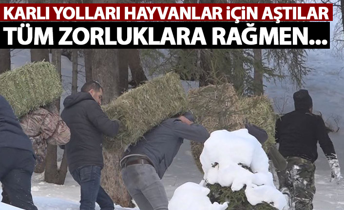 Artvin'de hayvanlara yem götürmek için zor şartları aştılar