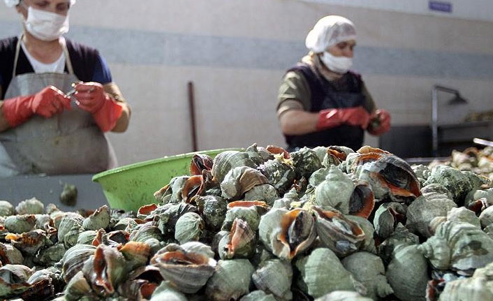 Türkiye'den deniz salyangozu ihracatı! En fazla o ülke aldı