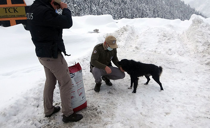 Zigana Dağının terk edilmiş köpekleri polis koruması altında