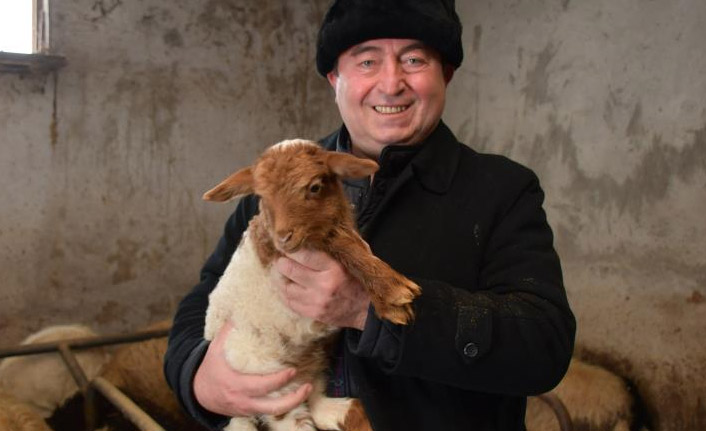 Artvin’de yerel ırk koyunlar kuzulamaya başladı