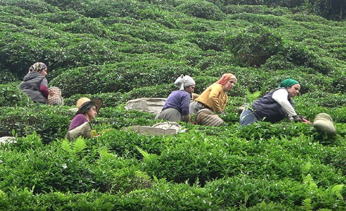 Rize'de gözler çay kanununda