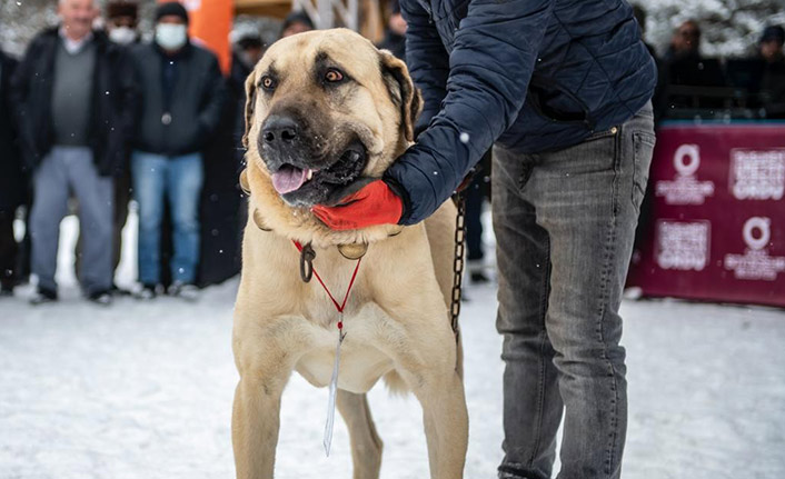 En güzel çoban ve av köpeği yarışı