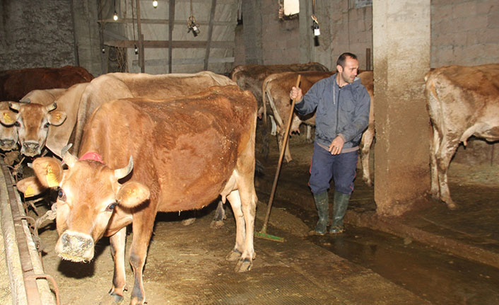 Trabzon’da dikkat çeken isyan! “Hayvancılığı ağlayarak bırakıyorum”