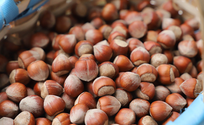 Giresun tombul fındığı artık Avrupa Birliği tescilli