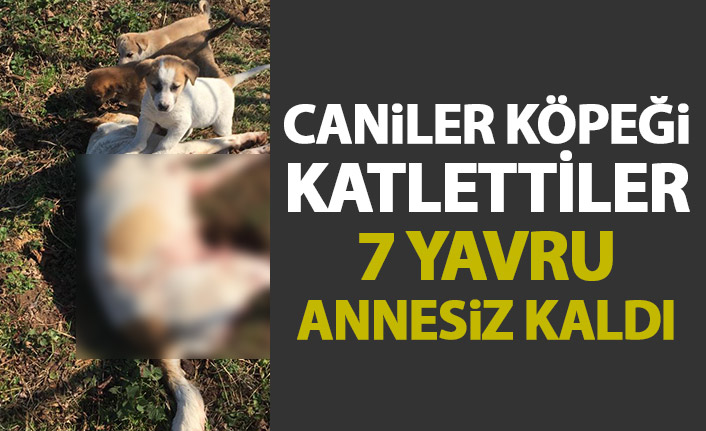 Caniler köpeği öldürdü! 7 yavru annesiz kaldı