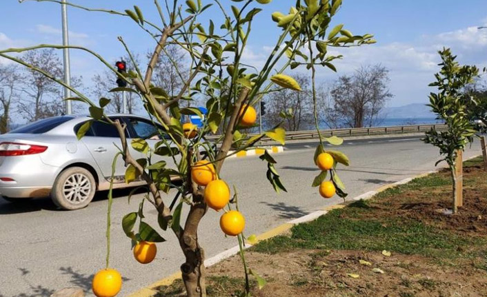 Ordu’da parklar narenciye bahçesi gibi