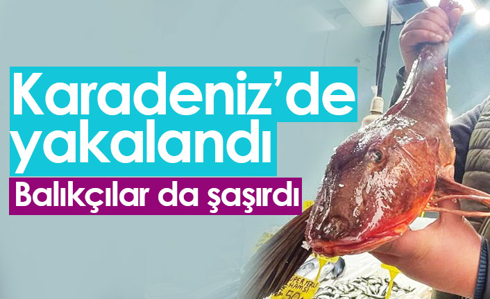 Karadeniz'de yakalandı, balıkçılar da şaşırdı