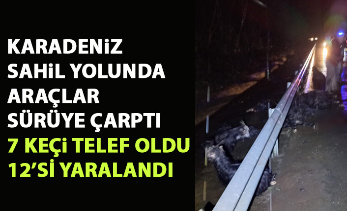 Rize'de araçlar sürüye çarptı! 7 keçi telef oldu 12'si yaralandı