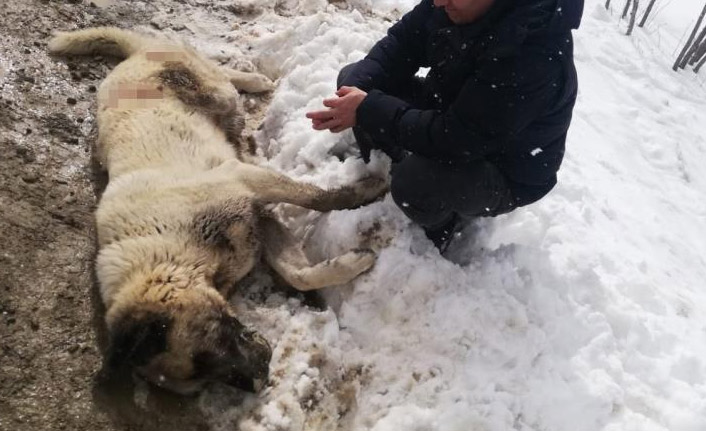 Kangal cinsi köpek tüfekle öldürüldü