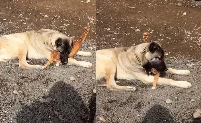 Gümüşhane'de kangal ile kedinin örnek olan dostluğu