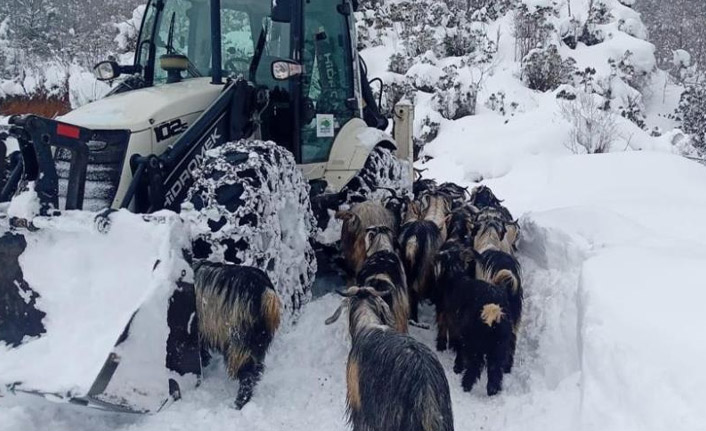 Keçi yavruları iş makinesiyle kurtarıldı