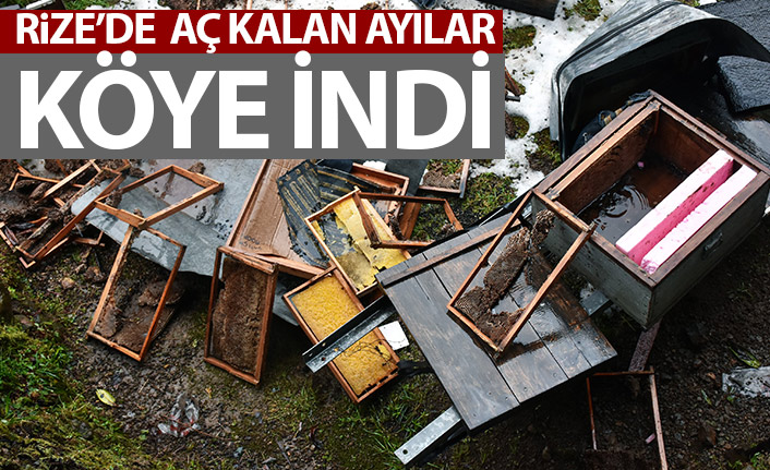 Rize'de aç kalan ayılar köye indi