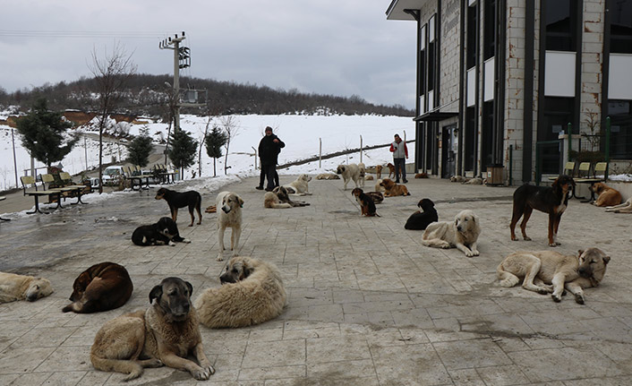 Çevre illerden bırakılan köpekler kabusları oldu