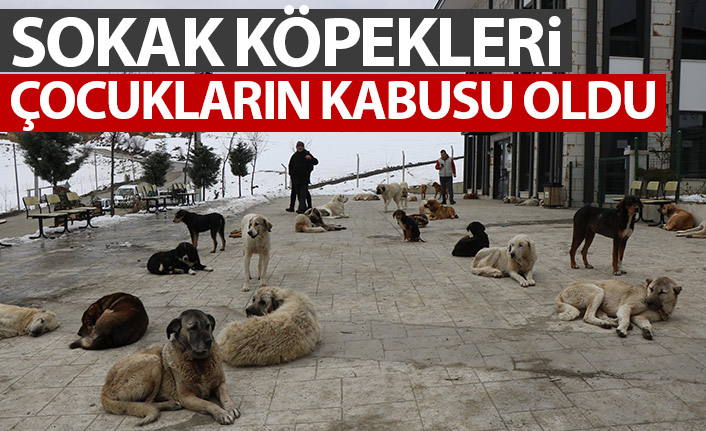 Başıboş sokak köpekleri çocukların kabusu oldu