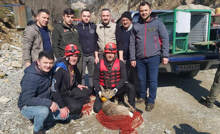 Rize'de dereye düşen karaca için seferber oldular