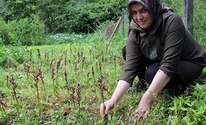 Giresun'da fındığın alternatifi ürünlere hibe desteği