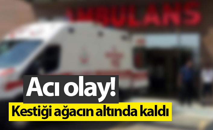 Ordu'da acı olay! Kestiği ağacın altında kaldı