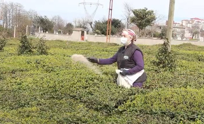 Doğu Karadeniz'de yaş çay sezonu hazırlıkları başladı