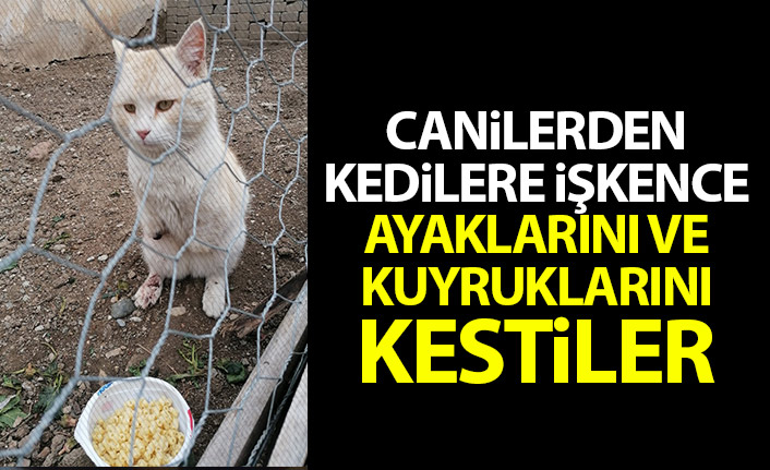 Kedi Işkence