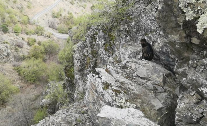 Kayalıklarda mahsur kalan  yavru keçi 7 gün sonra kurtarıldı