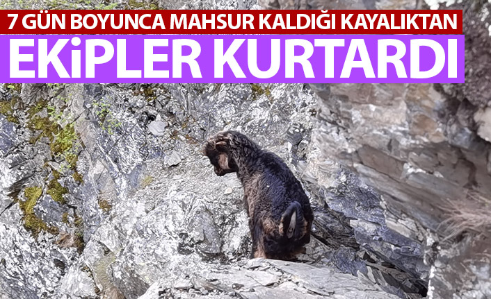 2 aylık yavru keçi kayalıktan 7 gün sonra kurtarıldı