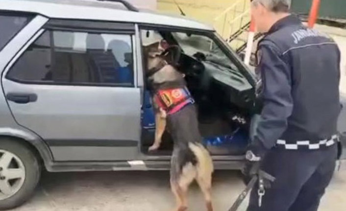 Uyuşturucu zulasını narkotik köpeği buldu