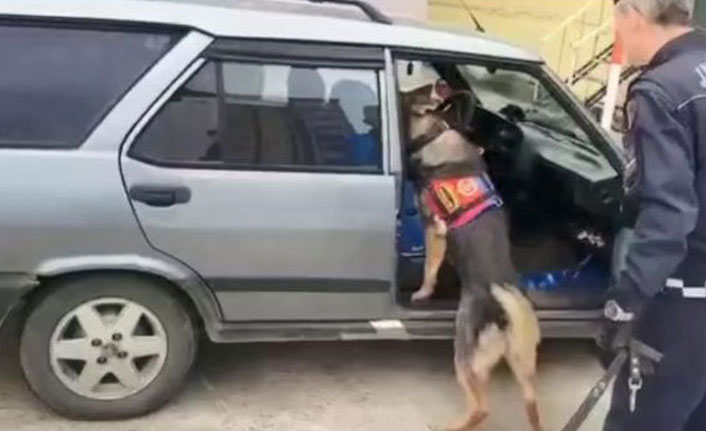 Giresun'da uyuşturucu zulasını narkotik köpeği buldu