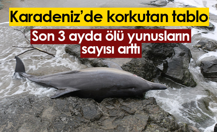 Karadeniz'de ölü yunusların sayısı artıyor