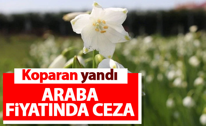 Bu çiçekten bir tane koparan arabasını bırakıp gidiyor!