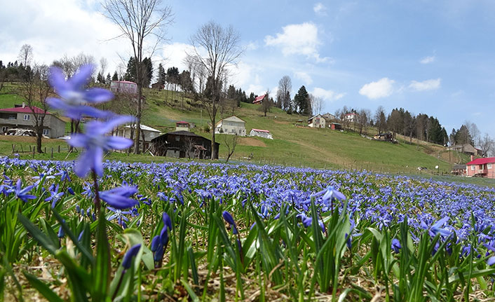 Karlar eridi, Mor Yayla'nın Mavi Yıldız çiçekleri kendini gösterdi