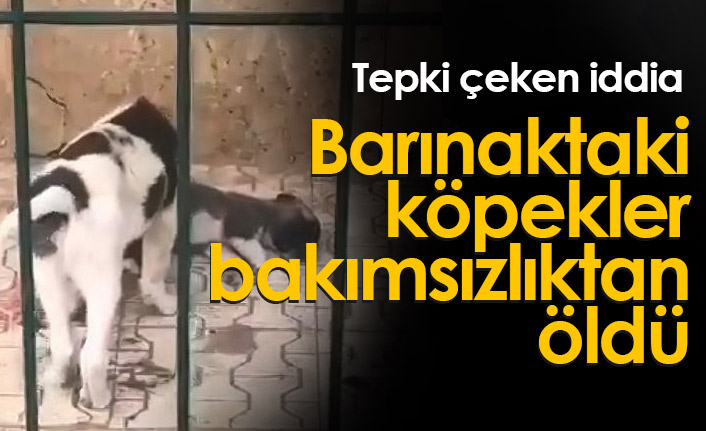 Tepki çeken iddia! Barınaktaki köpeklerin bakımsızlıktan öldü...