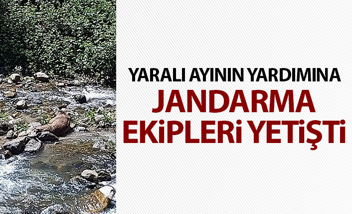 Jandarma ayının imdadına yetişti