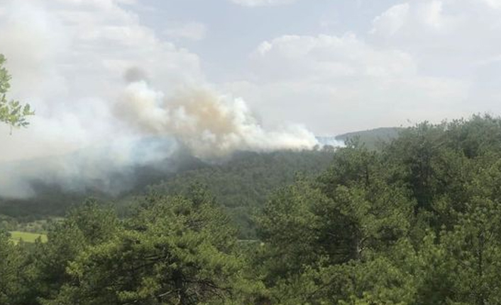 Bolu'da orman yangını