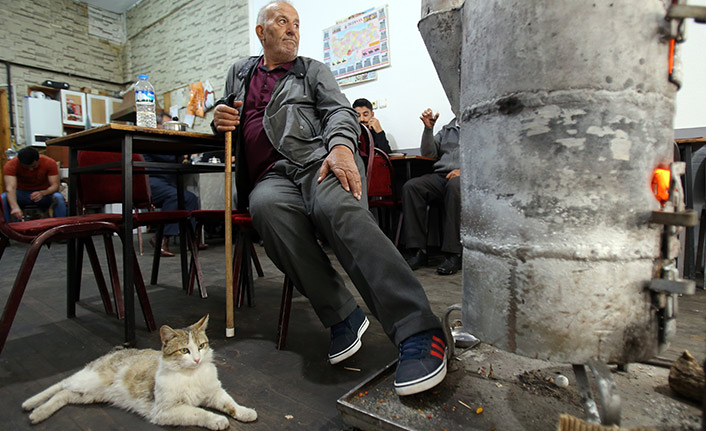 Çay ocağındaki kediler müşterilerin maskotu oldu