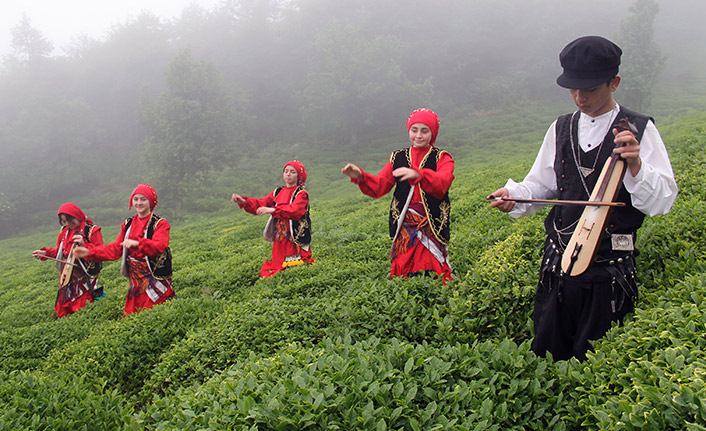 Giresun'da çay hasadı başladı