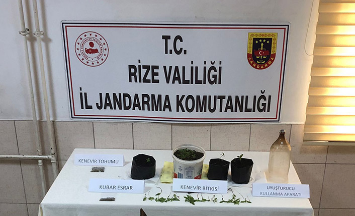 Rize'de iki ayrı operasyon! 108 kök Hint keneviri ele geçirildi