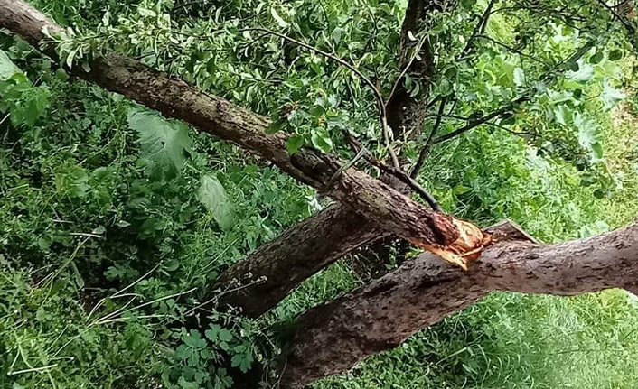 Artvin'de şiddetli rüzgar ağaçların devrilmesine sebep oldu