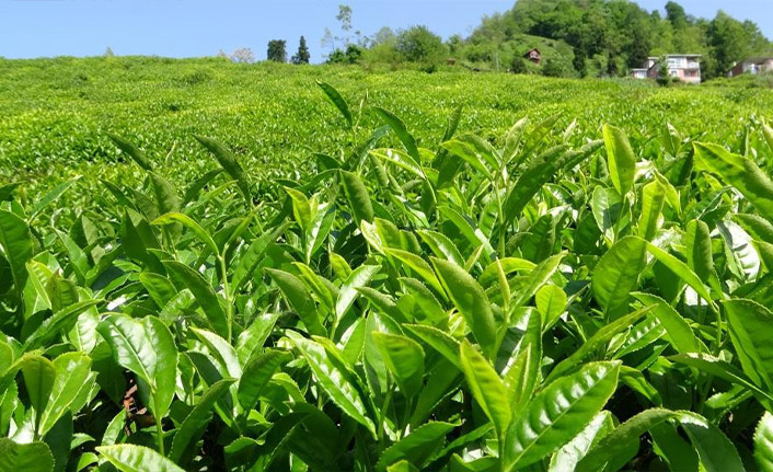  Çay üreticilerinden budama bedeli talebi