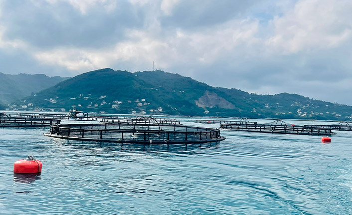 Ordu'dan Rusya'ya ve Japonya'ya Türk somonu