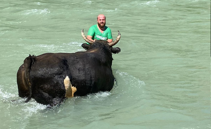 Güreşlere hazırladığı boğasını Çoruh Nehri'nde yıkıyor