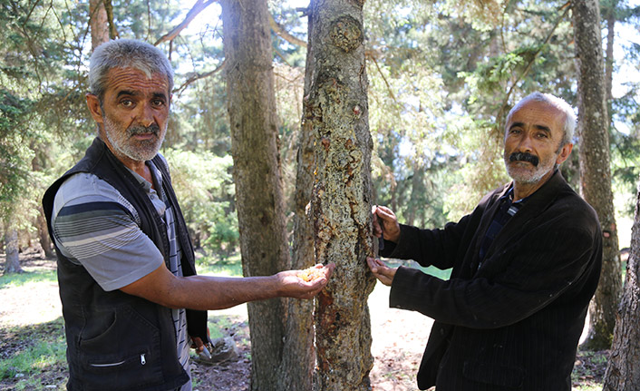 Artvin'de kanser eşinin tedavisi için sakız toplayıp satıyor