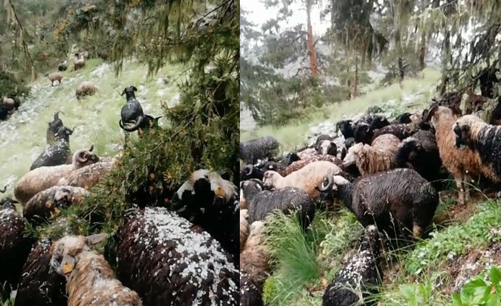 Doluya yakalanan sürü ve sahibi zor anlar yaşadı