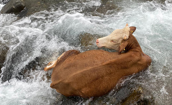 Rize'de dereye düşen inek kurtarıldı! Isınması için ateş yakıldı