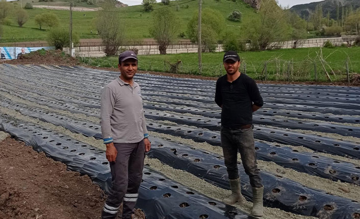 Giresun'da organik çilek tarımı yaygınlaşıyor