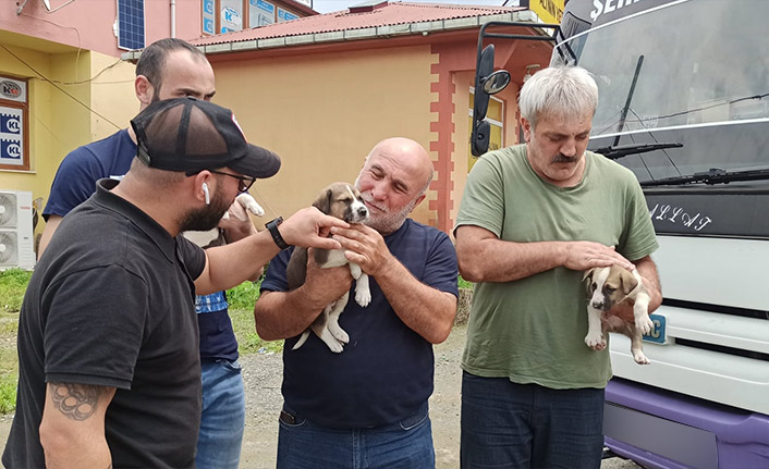 Dereye düşen köpek ve yavrularını vatandaşlar kurtardı