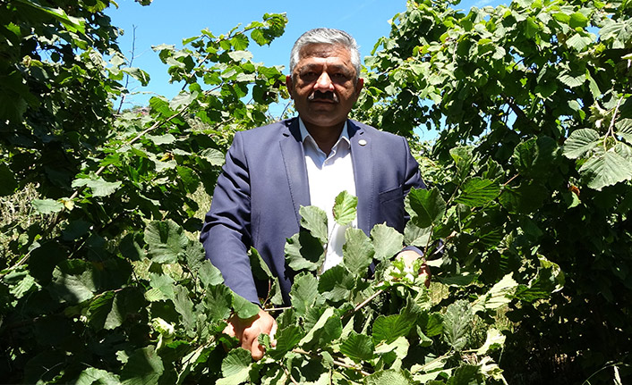 Fındıkta "erken hasat" uyarısı