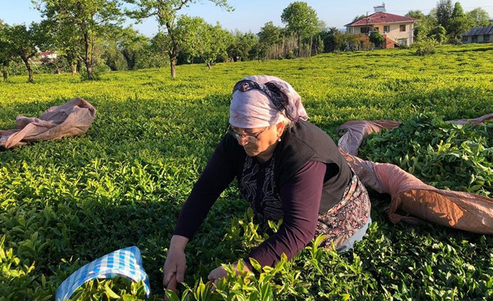 Özel sektör çay alımında ÇAYKUR'u solladı