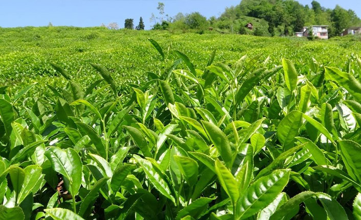 Birinci sürgün yaş çay alım kampanyası sona erdi