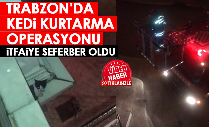 Trabzon'da otelin duvarına çıkan kedi kurtarıldı