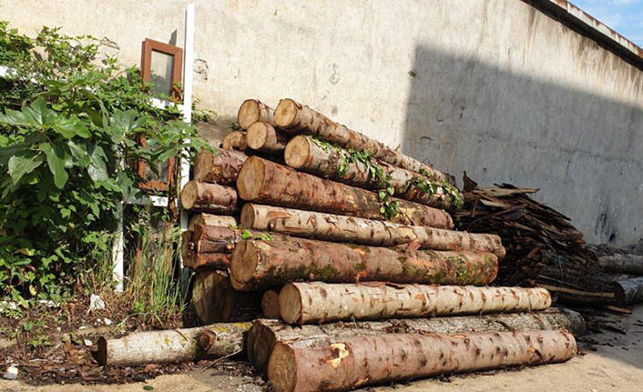 Giresun'da tomruk çalan kişiler tutuklandı